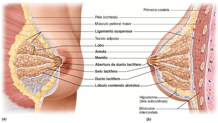 As mamas são constituídas em sua maior parte por glândulas e gordura.